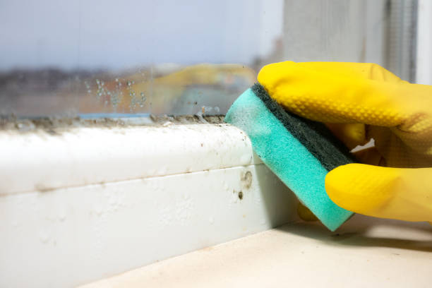 Mold Remediation for Vacation Homes